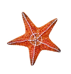 Large Starfish