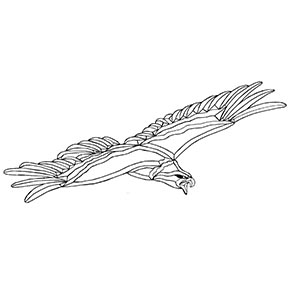 Bird Of Prey - Clear Bevel Cluster 36 x 23 in., 39 pieces link