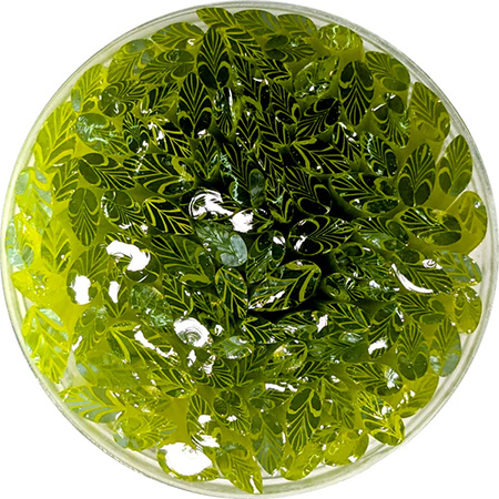 Lemongrass Green and Clear Leaves Murrine Sticks - 96 COE link