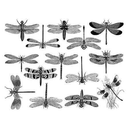 Dragonflies Black Decals link