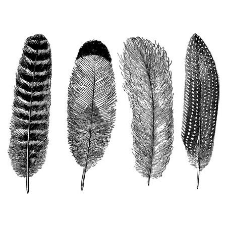 Feathers Black Decals link