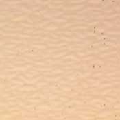 Champagne (EM568)  link