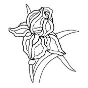 Iris - Blue (faces RIGHT) Bevel Cluster 9 x 10 in., 10 pieces link