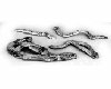 Branches (20 Pieces) Odyssey link