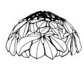 Sculptural Chestnut (12 in.) Lamp Mold Kit 219 pieces link