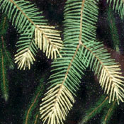 Dupille175.jpg